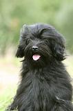 TERRIER DU TIBET 337